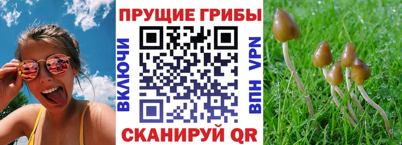 Галлюциногенные грибы прущие грибы  купить наркотик  Заволжск 